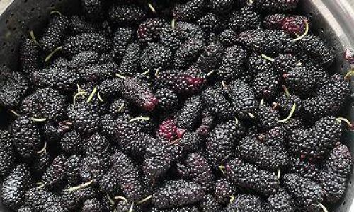Crafting the Delightful Delicacy:The Art of Making Mulberries Morus nigra/alba)Syrup