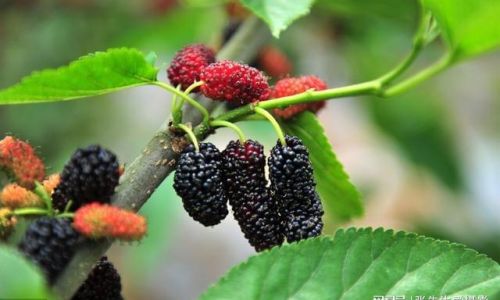Crafting the Delightful Delicacy:The Art of Making Mulberries Morus nigra/alba)Syrup