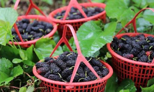 The Art of Mulberry Fruit Harvesting:Techniques and Traditions