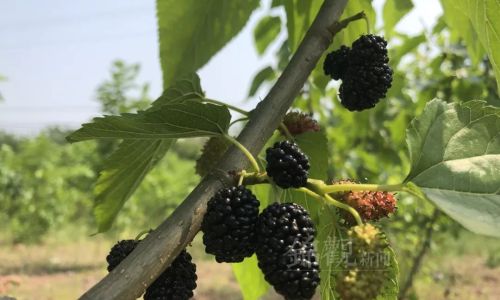 The Art of Mulberry Fruit Harvesting:Techniques and Traditions
