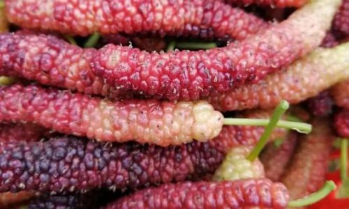 The Art of Mulberry Fruit Harvesting:Techniques and Traditions