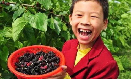The Art of Mulberry Fruit Harvesting:Techniques and Traditions