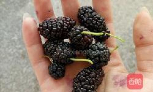 Crafting a Delightful Mulberry Wine:The Art of Mashing Mulberries for Fermentation