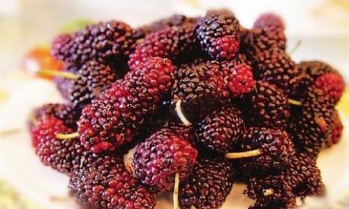 Crafting a Delightful Mulberry Wine:The Art of Mashing Mulberries for Fermentation