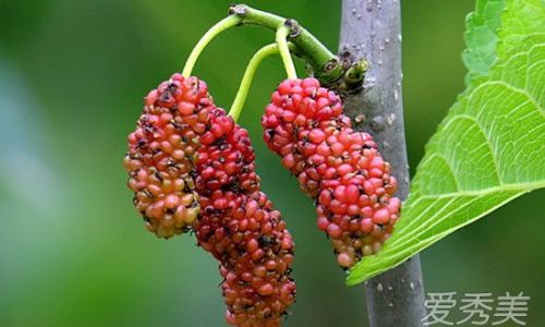 Preserving Mulberries:Effective Methods and Techniques
