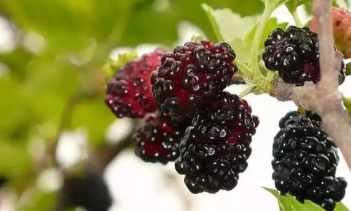 Crafting Delicious Mulberry Vinegar:A Step-by-Step Guide