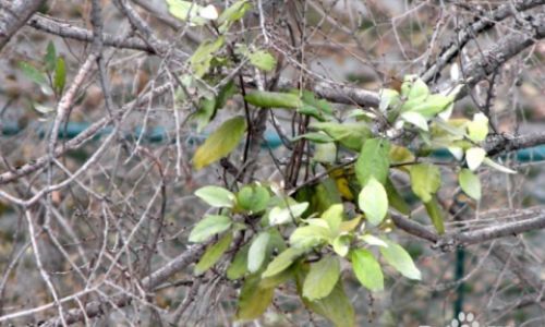 Exploring the Culinary Delights of Loranthus Parasiticus:Traditional and Innovative Eating Methods