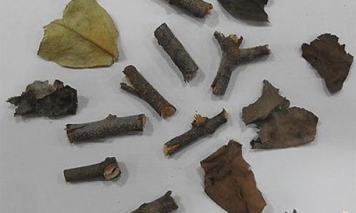 Exploring the Culinary Delights of Loranthus Parasiticus:Traditional and Innovative Eating Methods