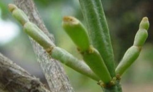 Exploring the Culinary Delights of Loranthus Parasiticus:Traditional and Innovative Eating Methods