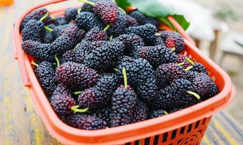 How to Make Mulberry Sorbet:A Step-by-Step Guide