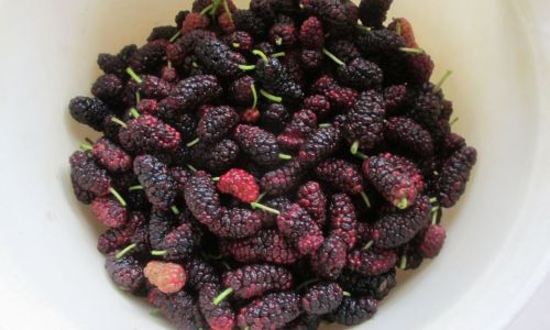 Can Mulberries be Dried in a Microwave?An In-Depth Analysis
