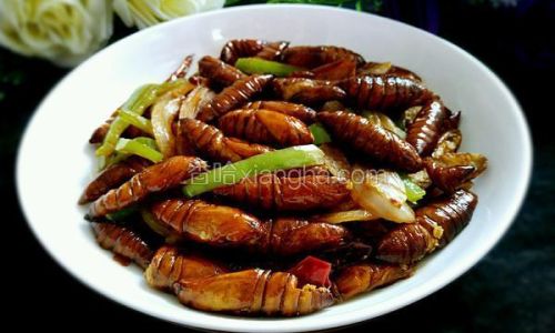 Exploring the Culinary Art of Preparing Pupae:A Unique Gastronomic Journey