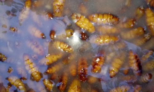 Exploring the Culinary Art of Preparing Pupae:A Unique Gastronomic Journey
