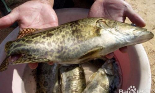 How to Prepare and Cook the Gourmet Delight:Loach Misgurnus anguillicaudatus)