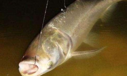 How to Prepare and Cook the Gourmet Delight:Loach Misgurnus anguillicaudatus)