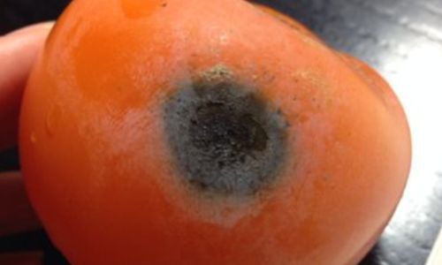 How to Preserve Hard Persimmons to Prevent Spoilage
