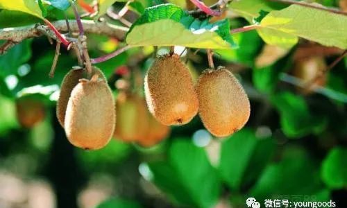 Will Hard Kiwifruits Ripen After Being Stored in the Refrigerator?