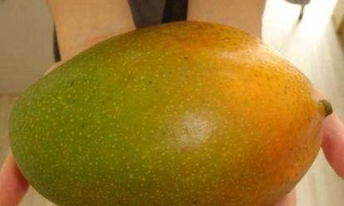 The Edibility of Firm King贵妃 Mangoes:A Comprehensive Guide