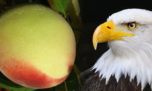 Can Eagle-Mouth Peaches Be Stored in the Refrigerator?
