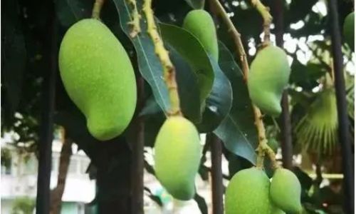 How to Determine the Ripeness of the Eagles Beak Mango