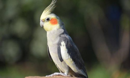 How to Prepare Parrot Milk Formula:A Comprehensive Guide