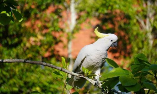 How to Prepare Parrot Milk Formula:A Comprehensive Guide