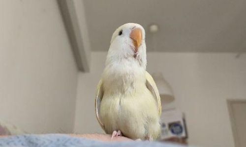How to Prepare Parrot Milk Formula:A Comprehensive Guide