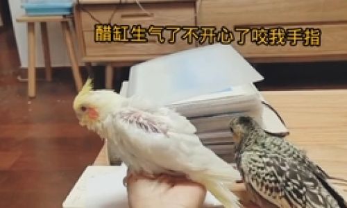 How to Prepare Parrot Milk Formula:A Comprehensive Guide