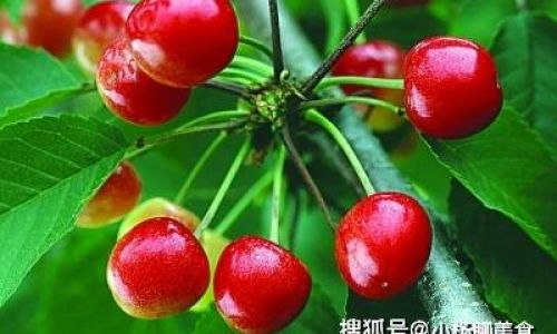 Effective Long-Term Preservation Methods for Cherries