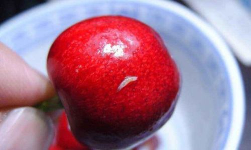 Dealing with Insects in Cherries:A Comprehensive Guide