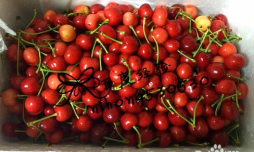 How to Effectively Store and Transport Cherries for Freshness Preservation