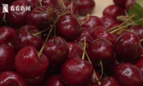 Can Cherries Be Consumed After Soaking Overnight?An In-Depth Analysis