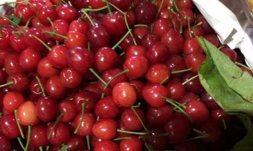 Can Cherries Be Consumed After Soaking Overnight?An In-Depth Analysis