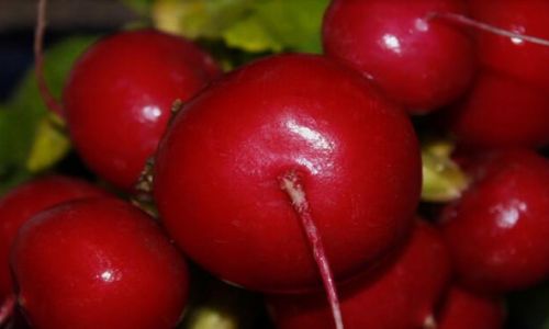 Delightful Pickling Techniques for Cherry Radishes:Unlocking Their Culinary Charm