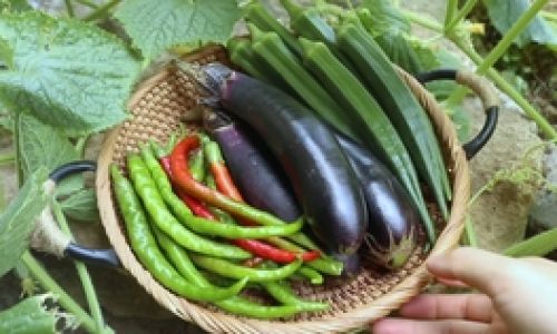 Delightful Pickling Techniques for Cherry Radishes:Unlocking Their Culinary Charm