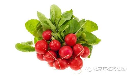 Delightful Pickling Techniques for Cherry Radishes:Unlocking Their Culinary Charm