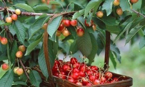 Can Cherries Be Frozen for Preservation?An In-Depth Guide