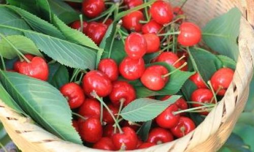 Can Cherries Be Frozen for Preservation?An In-Depth Guide