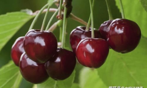 Are Cherries and Cherries Cherilles)the Same Thing?An In-Depth Exploration