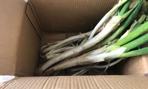 Can Green Onions Be Refrigerated?A Comprehensive Guide to Storage,Longevity,and Freshness