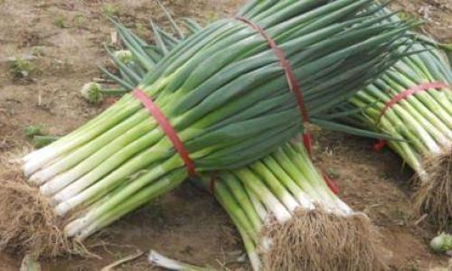 Mastering the Art of Green Onion Storage:Effective Methods to Preserve Freshness and Flavor