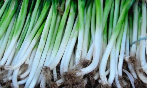 Mastering the Art of Green Onion Storage:Effective Methods to Preserve Freshness and Flavor