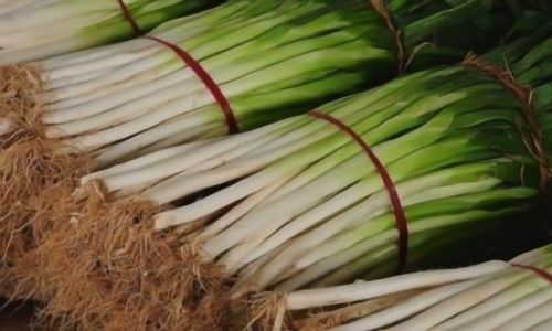 Mastering the Art of Green Onion Storage:Effective Methods to Preserve Freshness and Flavor