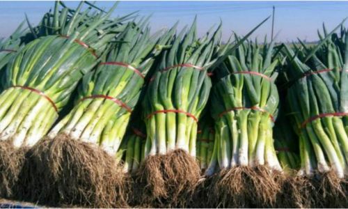 Mastering the Art of Green Onion Storage:Effective Methods to Preserve Freshness and Flavor