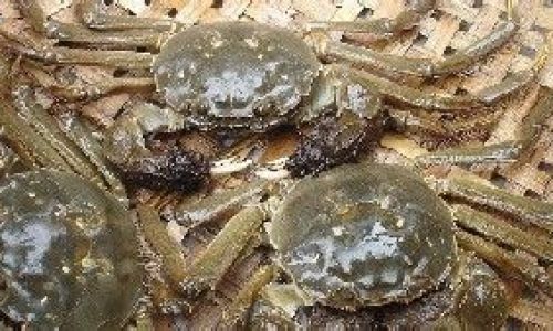 The Ultimate Guide to Preserving Hairy Crabs:Techniques,Tips,and Tricks for Maximum Freshness