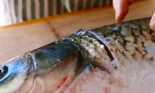 Mastering the Art of Cooking Big Grass Carp:Delicious Recipes and Expert Tips