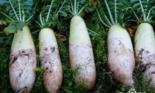 Mastering the Art of Cooking Daikon Radish:A Comprehensive Guide to Preparation and Recipes