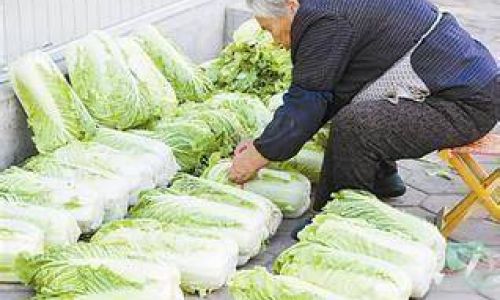 The Art of Pickling Chinese Cabbage:A Step-by-Step Guide to Crafting Authentic Sauerkraut at Home