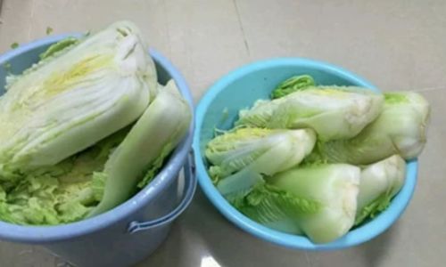 The Art of Pickling Chinese Cabbage:A Step-by-Step Guide to Crafting Authentic Sauerkraut at Home