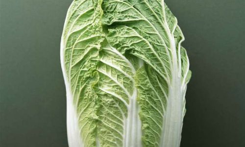 Unraveling the Bitter Enigma:Why Cooked Chinese Cabbage Develops an Unpleasant Aftertaste